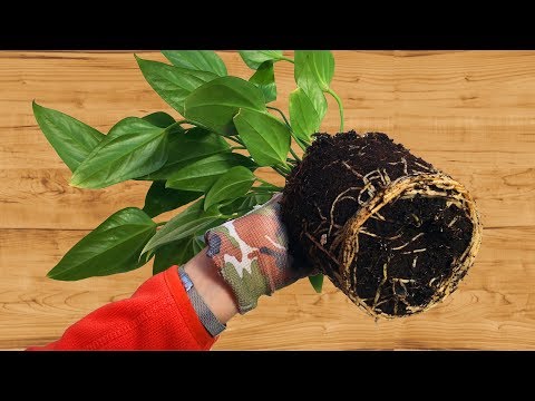 Видео: КАК ПЕРЕСАДИТЬ АНТУРИУМ 👉🌱 готовим грунт самостоятельно