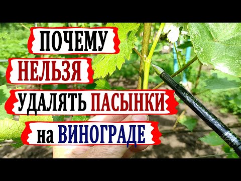 Видео: 🍇 Пасынки винограда УДАЛЯТЬ или НЕТ?  Как правильно и без ОШИБОК пасынковать виноград?