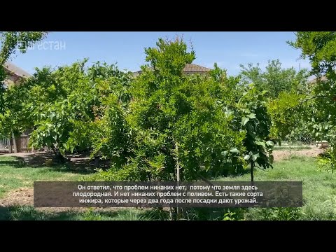 Видео: «Агъул  халкьдин ирс».  Переселенцы села Кураг