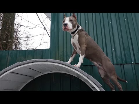 Видео: Зачётный амстафф.  Испытание на прочность. 