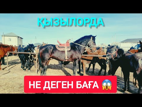 Видео: ҚЫЗЫЛОРДА МАЛ БАЗАР, ЖЫЛҚЫ СИЫР ҚОЙ БАҒАЛАРЫ.