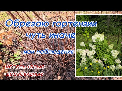 Видео: Обрезка гортензий с упором на сортовую принадлежность и размер растения. Шаблоны не всегда работают.