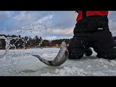 Видео: Форелевая лихорадка в Карелии | десятки тонн беглой форели |  небывалый прессинг и мощные поклёвки.