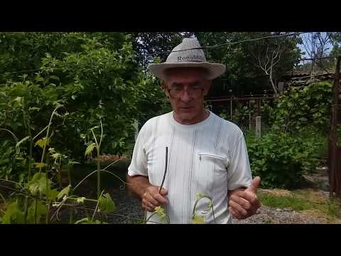 Видео: Работа с пасынками на зеленых побегах винограда - пасынкование