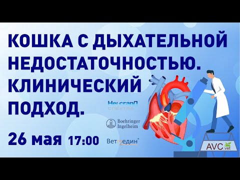 Видео: Кошка с дыхательной недостаточностью (А.Г. Комолов)