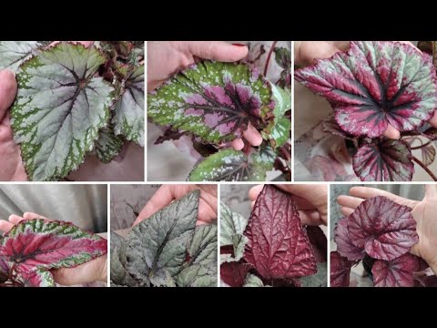 Видео: Бегония Rex. Ставим листья на укоренение.