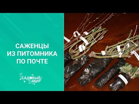 Видео: Саженцы из питомника по почте