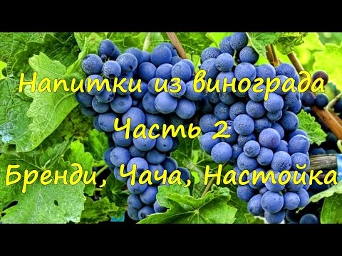 Видео: Напитки из винограда. Часть 2. Бренди, чача, настойка.