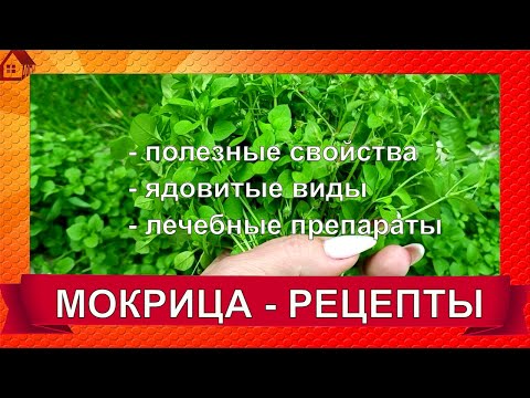 Видео: МОКРИЦА -  как лечиться и не отравиться? Ядовитые разновидности, польза, РЕЦЕПТЫ