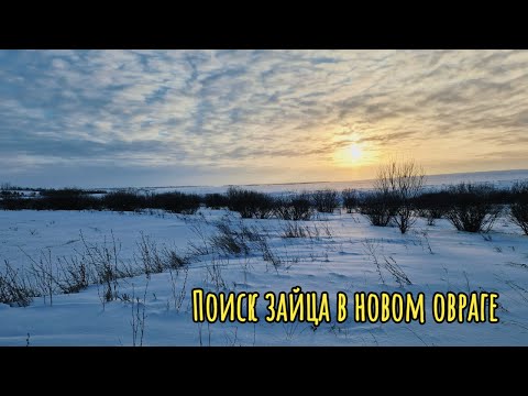 Видео: Поиск зайца в новом овраге!