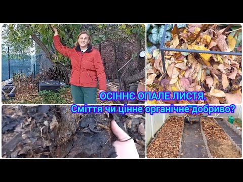 Видео: ОПАЛЕ ЛИСТЯ🍁🍂ПЕРЕГНІЙ Прямо на Грядці.Цінне Органічне Добриво#листоваземля#перегнійзопалоголистя#сад