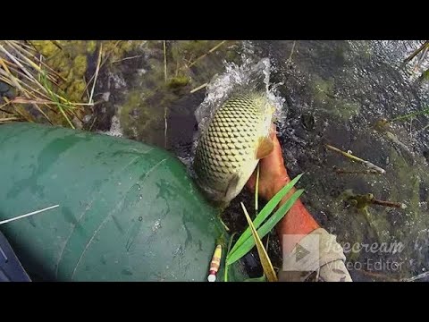 Видео: ЛОВЛЮ на БОЛОТЕ