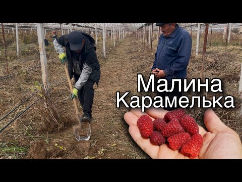 Видео: «КАРАМЕЛЬКА￼» УЗБ иқлимига Мос келувчи Ремонтантная малина, 2 хил усулда кўчат экиш мастер-класс ￼