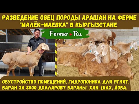 Видео: Йоба́, Хан и Шах - это мощные бараны! Ферма по разведению овец породы Арашан в Кыргызстане.