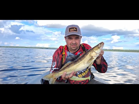 Видео: Опять Накосил Целый Кукан Судаков | Рыбалка На Озере Вселуг