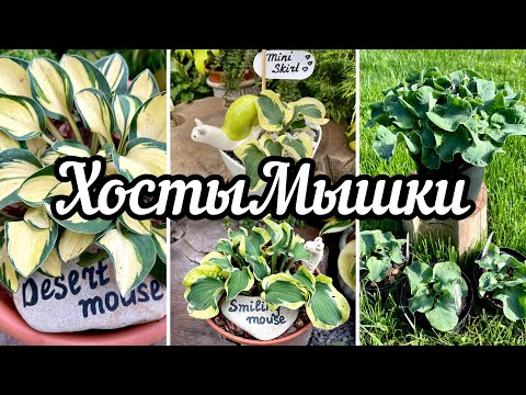 Видео: Хосты мышки(мышиные ушки)