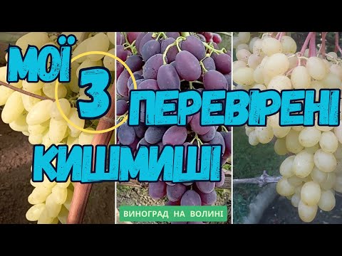 Видео: Кишмиші, які дуже подобаються людям 🍇