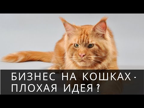 Видео: Бизнес на породистых кошках. Вся правда