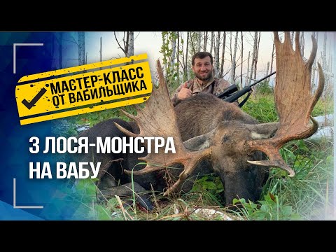 Видео: Добыли ОГРОМНОГО БЫКА! Охота на лося на реву в Беларуси 2 часть.
