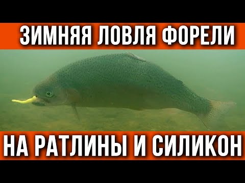 Видео: Форель со льда, на силикон.