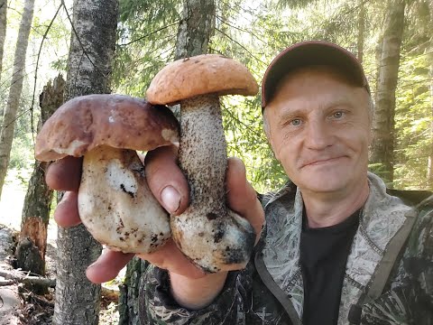 Видео: Грибник попал на полянку белых грибов! Собираем белые грибы! Тихая охота 2024 года продолжается!