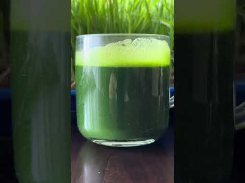 Видео: КӨК ШИРЕ, КАМ СҮТ - БУЛ  НАКТА МҮРӨКТҮН СУУСУ. МИҢ ДАРТКА ДАБА. БААРДЫГЫ СИЗДЕР ҮЧҮН. БУУДАЙ - МҮРӨК