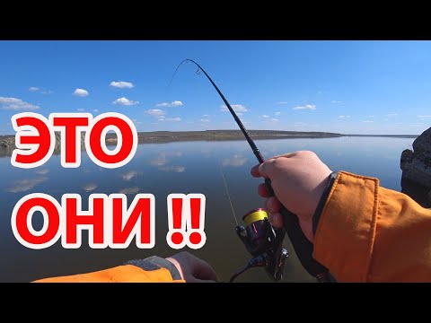 Видео: Клев рыбы перед нерестом ловля окуня на силиконовые приманки