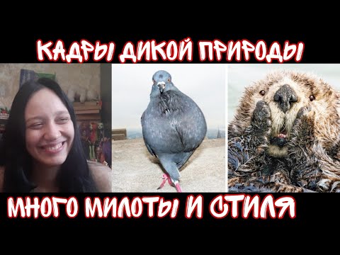 Видео: Реакция на Кадры дикой природы, сделанные в нужный момент | Реакция на Фактория