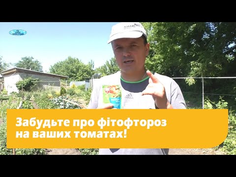 Видео: Фітофтороз на томатах, або як не допустити фітофтору на помідорах!