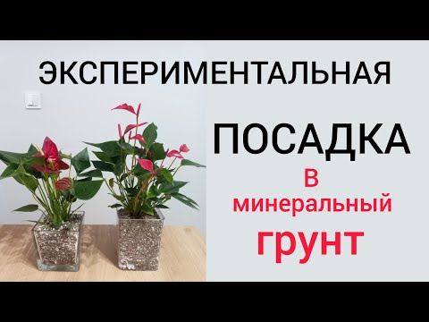 Видео: Пересадка антуриумов в минеральный грунт. ВНИМАНИЕ эксперимент.