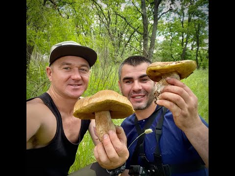 Видео: Белые Грибы Какие же вы Большие