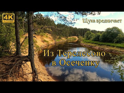 Видео: За Щукой из Терелесово в Осеченку. Красивые места. Река Тверца