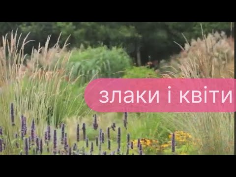 Видео: Створення квітника з декоративними злаками• Частина 1