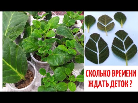 Видео: 🌺 Глоксинии 🌺 СКОЛЬКО времени ЖДАТЬ ДЕТОК  из ФРАГМЕНТОВ ЛИСТА❓