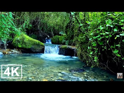 Видео: Успокаивающий небольшой водопад с потрясающим пением птиц возле небольшого деревенского леса.
