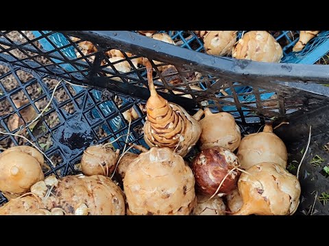 Видео: Топинамбур на любые цели! Ноябрь.