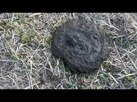 Видео: Не совершайте эту ошибку при весеннем выпасе!