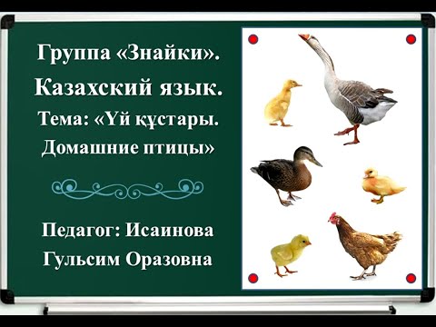 Видео: Үй құстары. Домашние птицы на казахском языке. Уроки казахского языка. Уй кустары казакша. ИГО-ГО