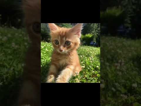 Видео: футажы из тик тока