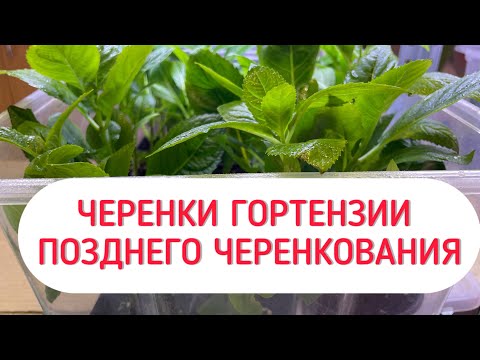 Видео: 🪴Доращивание в домашних условиях черенков крупнолистной гортензии🌱
