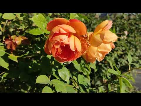 Видео: Троянди восени