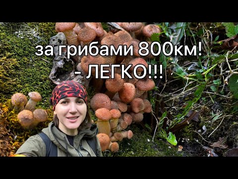 Видео: Местные обалдели от нашего улова! Еще бы, не зря 800км пёрлись😁
