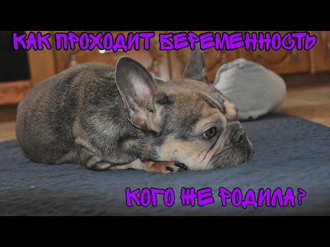 Видео: Майя. Как проходит беременность Французского бульдога. Кого же родила в итоге?