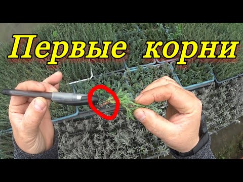 Видео: Первые корни... на укореняемых декоративных растениях... туя, можжевельник, чебрец...