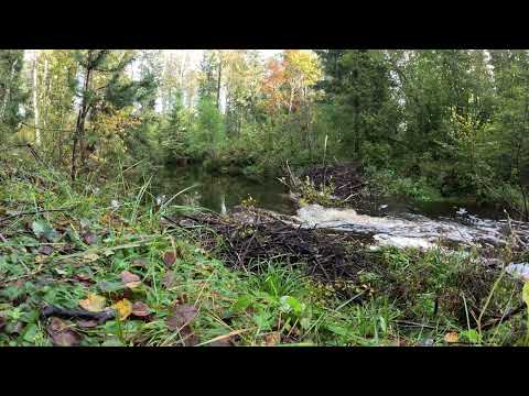 Видео: #релаксация  Лесная речка в глуши под музыку Forest river in the middle of nowhere. #Relaxing #Relax