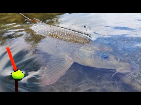 Видео: РИБОЛОВ на БЕЛИ МРЕНИ - ЛУДИ риби ЗАПАЛИХА АВАНСА - ПИЯН БРАКОНИЕР ПАДНА във ВОДАТА / BARBEL FISHING
