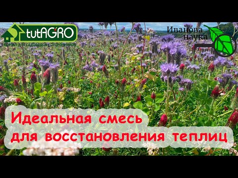 Видео: Азбука сидератов. Ч. 7. Царица сидератов - гречиха! Состав лучшей сидеральной смеси для теплиц.