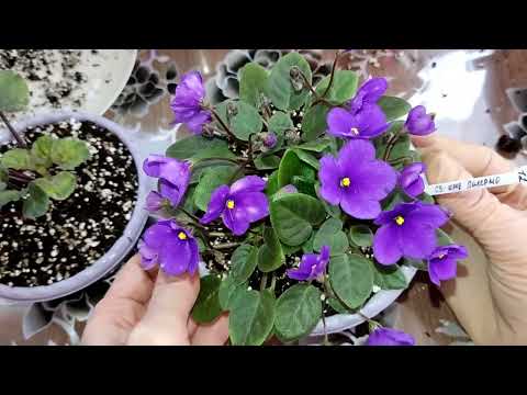 Видео: Ампельные фиалки трейлеры. Один из способов формирования куста.