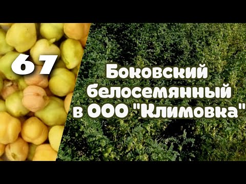 Видео: Золотая культура и опора крестьян в 2024 году!