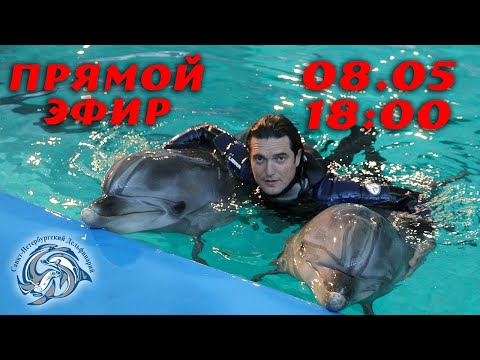 Видео: Как стать Старшим тренером Санкт-Петербургского Дельфинария. Человек в профессии.